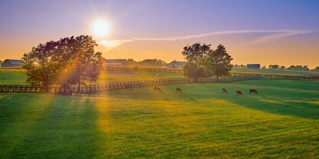Horses grazing in a field | Kentucky timeshare cancellation