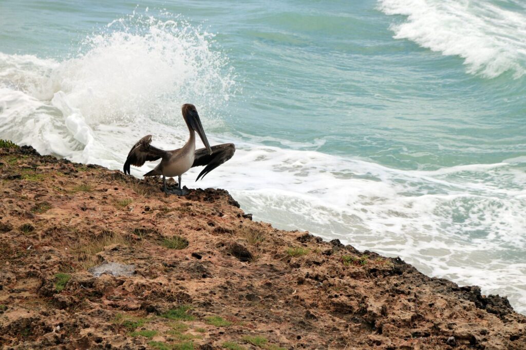 Pelican on a beach | Louisiana timeshare cancellation