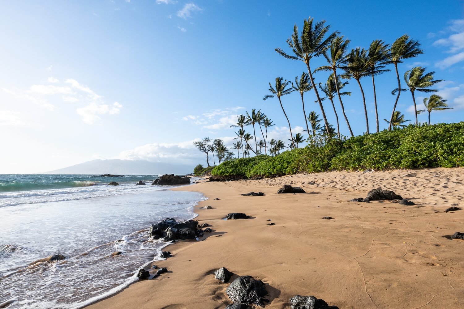 Palm trees alongside the shore | Hawaii timeshare cancellation