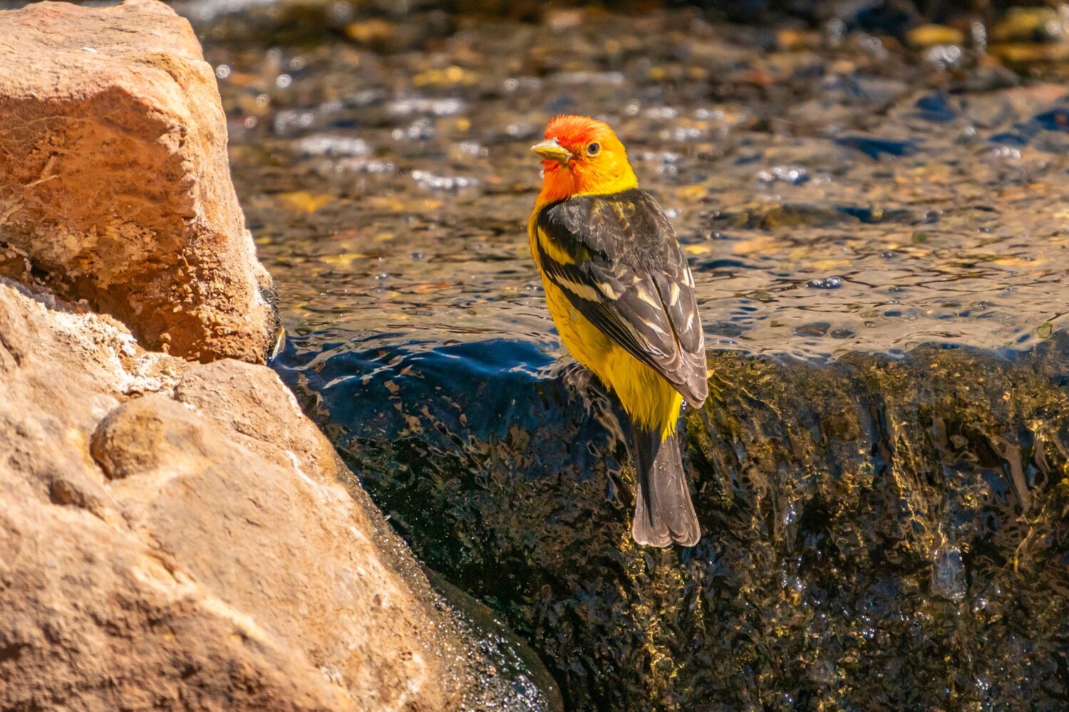 Yellow bird on a waterfall | New Mexico timeshare cancellation