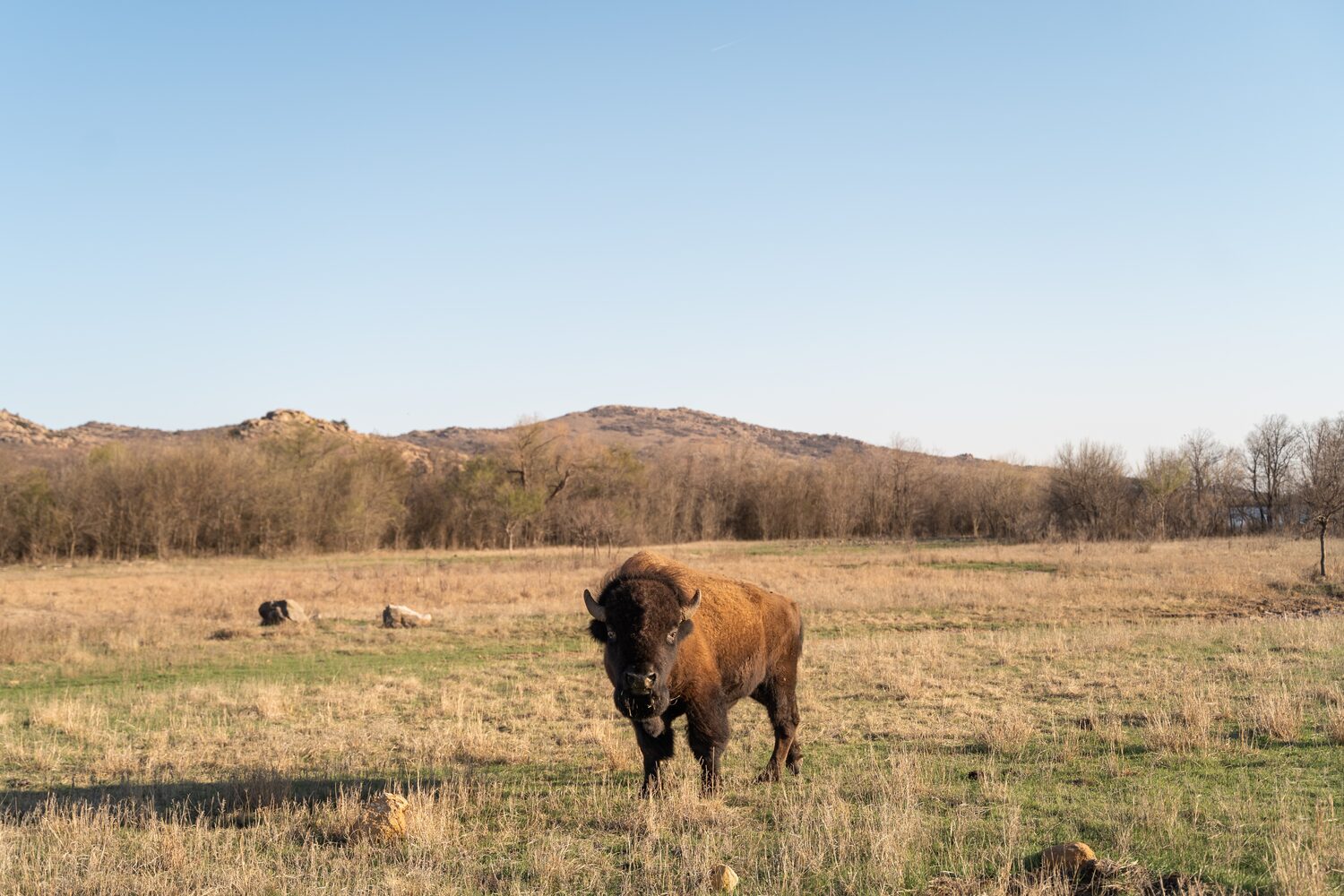 Bison in a field | Oklahoma timeshare cancellation